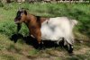 FLEUR de Vilpert - chèvre extra-naine des Tourelles