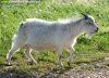 INDY BLUE - bouc extra-nain des Tourelles INDY BLUE - bouc extra-nain des Tourelles