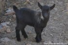 NOAH des Tourelles - chevreau miniature