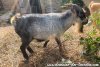 TEXAS - bouc miniature