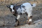 MAGOO des Tourelles - chevreau miniature aux yeux bleu / marron