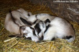 Chevreaux alpins des Tourelles