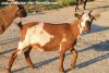 TAHITI des Tourelles - chèvre miniature marbrée aux yeux bleus