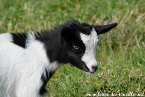 PALINE des Tourelles - chevrette miniature aux yeux bleus (et poils longs ?)