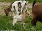 GRAFITTI des Tourelles - chevreau miniature