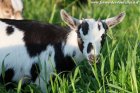 NEVA des Tourelles - chèvre miniature aux yeux bleus