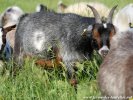 JYN - chèvre semi-naine des Tourelles