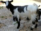 ILKA des Tourelles - chèvre naine à poils mi-longs