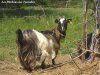 EDELWEISS - chèvre extra-naine à poils longs des Tourelles
