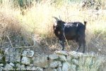 HANNA de Ayowa - chèvre naine des Tourelles