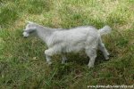 NALINE des Tourelles - chèvre miniature motte