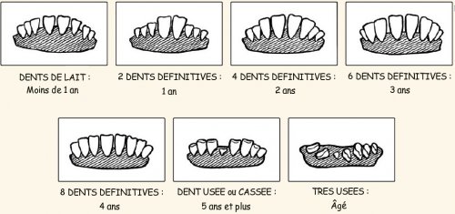 Dentition chèvre