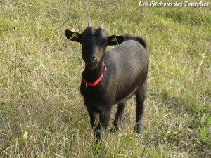 FLEUR - chèvre naine des Tourelles