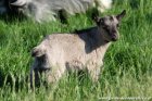 NEFERTITI des Tourelles - chèvre miniature