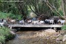 Blog sur le pastoralisme de nos chèvres miniatures : Eté / Automne 2016 - Ferme des Tourelles