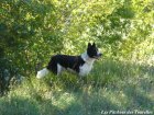 LEA - chienne Border Collie