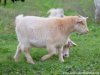 JILIADE des Tourelles - chèvre naine semi-angora