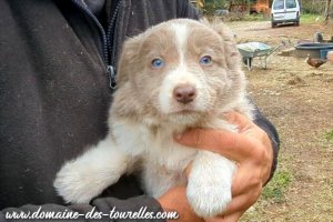 Femelle 2 des Tourelles - chienne Border Collie non LOF lilac