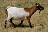 VALENTINE - chèvre extra-naine des Tourelles