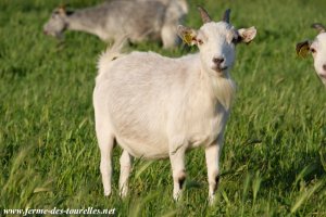 FANTASIA - chèvre miniature des Tourelles