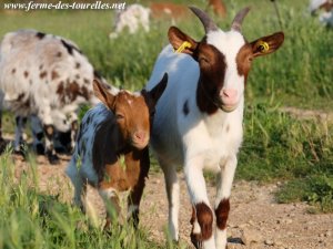LENNA (et sa fille MYRTILLE) - chèvre naine des Tourelles