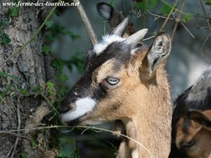 LISOU - chèvre naine des Tourelles