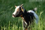 JOUPINETTE - chèvre miniature des Tourelles