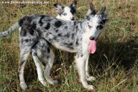 GLYCINE et LAVANDE des Tourelles - chiennes type Border Collie bleu merle