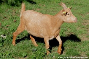 GAIA - chèvre miniature des Tourelles