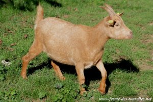 GAIA - chèvre miniature des Tourelles