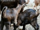 JEIKO et Jelsy des Tourelles - chevreaux Alpins