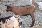 O'TAQUIN des Tourelles - chevreau alpin castré