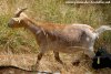 OAKA des Tourelles - chèvre miniature aux yeux bleus