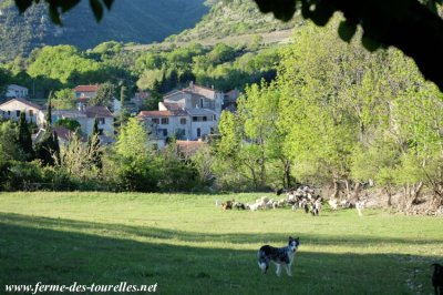 GLYCINE devant le troupeau de mini chèvres des Tourelles