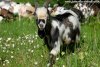 LOUSTIC de Talyna - bouc miniature aux yeux bleus à la ferme des Tourelles