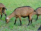 CHOUPA-CHOUPS - chèvre Alpine
