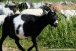 FIONA - chèvre extra-naine des Tourelles
