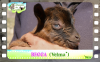 Diaporama You Tube de BECCA des Tourelles - chevrette miniature aux yeux bleus