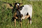 JELLY - chèvre miniature des Tourelles