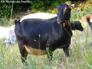 GUIMAUVE - chèvre miniature motte des Tourelles