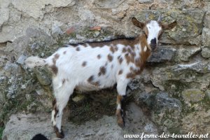 POMPONETTE des Tourelles - chevrette miniature dalmatienne aux yeux bleus