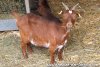 SERISE - chèvre miniature des Tourelles