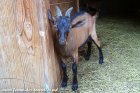 OURALOU des Tourelles - chevreau alpin