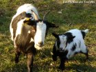 GAZELLE - chèvre naine des Tourelles