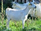 HALOUETTE - chèvre miniature des Tourelles