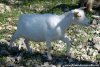 HARMONIA des Biquettesen Folie - chèvre extra-naine motte des Tourelles