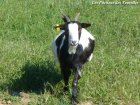 GAZELLE - chèvre miniature des Tourelles