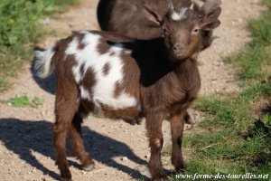 MAÏTIKA des Tourelles - chèvre miniature toy ou extra-naine