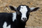 PERSANNE des Tourelles - chevrette miniature aux yeux bleus