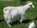 Chèvres et boucs miniatures blancs des Tourelles
